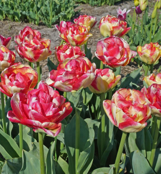 Tulpe 'DOUBLE BLIZZ' Packungsinhalt 5 St.