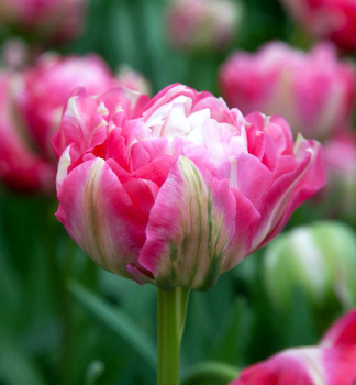 Tulpe 'DOUBLE SUGAR' Packungsinhalt 3 St.