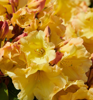 Rhododendron JUNIGOLD 20-30 cm, Cont. 4 l