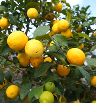 Citrus sp. VOLKAMER ZITRONE 40-50 cm, Cont. 4 l