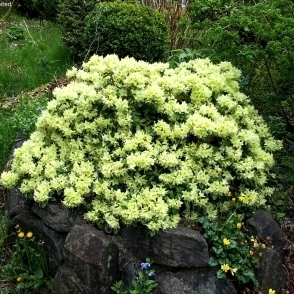 Rhododendron 'GOLDEN WONDER' 20-30 cm, Cont. 2,5 l