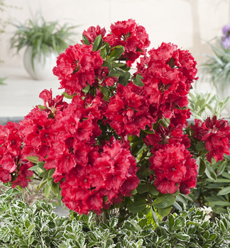 Rhododendron RED JACK 30-40 cm, Cont. 4 l