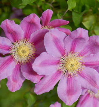 Clematis 'PINK BEAUTY' 40-50 cm, Cont. 1,6 l, Pflanze mit Rankhilfen