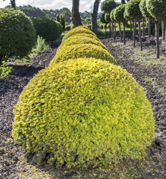 Europische Eibe 'SEMPERAUREA' 20-30 cm, Cont. 2,5 l