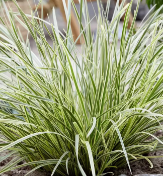 Lomandra langblttrig 'WHITE SANDS' Cont. 0,5 l