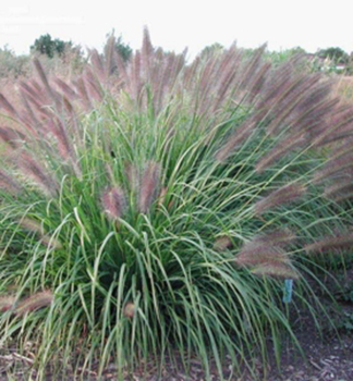 Lampenputzergras NATIONAL ARBORETUM Cont. 0,5 l