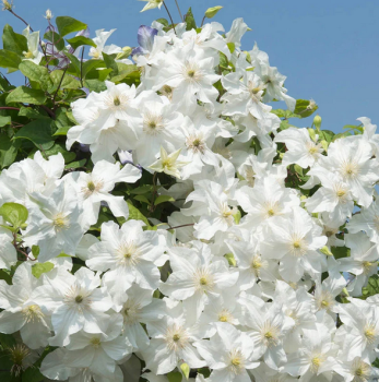 Clematis SNOW STORM 40-50 cm, Cont. 1,6 l, Pflanze mit Rankhilfen