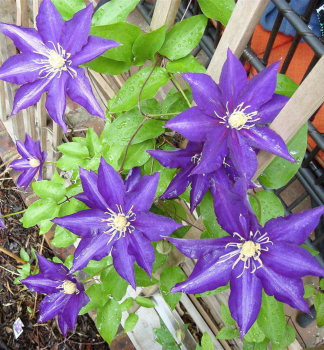 Clematis 'HAKU-OOKAN' 30-40 cm, Cont. 2 l, Pflanze mit Rankhilfen