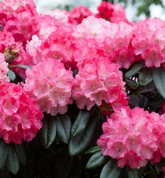 Rhododendron 'FANTASTICA' 20-30 cm, Cont. 4 l