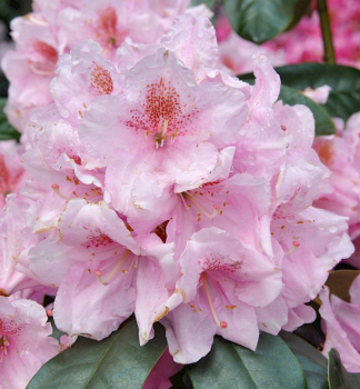 Rhododendron SCINTILLATION 20-30 cm, Cont. 4 l