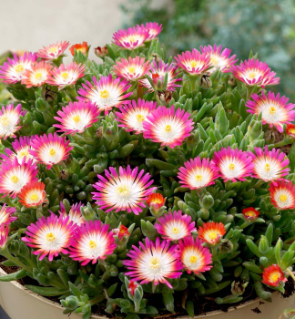 Mittagsblume JEWEL OF DESERT RUBY Cont. 0,5 l