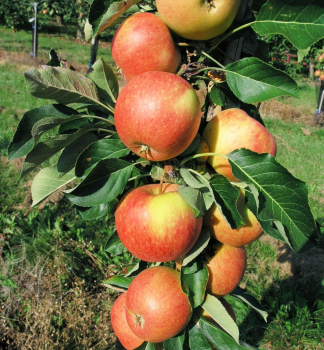 Sulenapfelbaum HERALD, Unterlage MM106, wurzelnackt