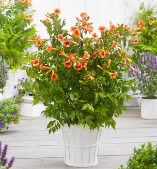 Trompetenblume INDIAN SUMMER 90-100 cm, Cont. 3 l, Pflanze mit Rankhilfen