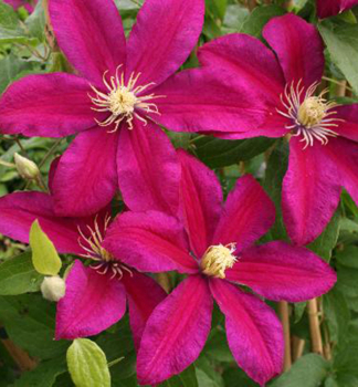 Clematis 'SUNSET' 20-30 cm, Cont. 2 l