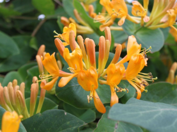 Lonicera x tellmaniana, detail kvetu