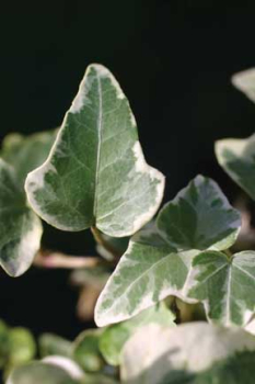 Hedera helix EVA, detail listov