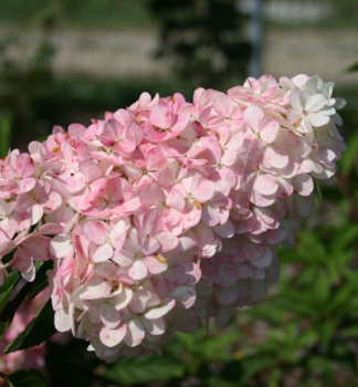 Hydrangea macrophylla, detail kvetu