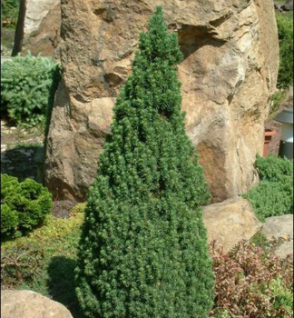 Picea glauca CONICA