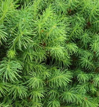 Picea glauca CONICA jemn ihliie