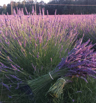 Lavendel 'PHENOMENAL' Cont. 0,5 l