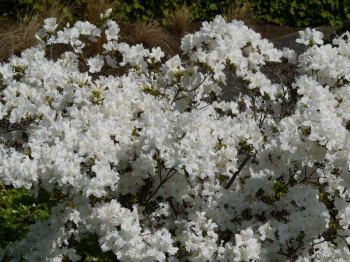 Azalea japonica Schneeglanz poloopadav ker