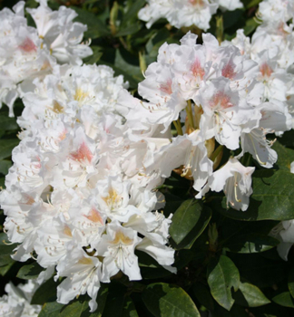 Rhododendron CUNNINGHAMS WHITE 50-60 cm, Cont. 5 l