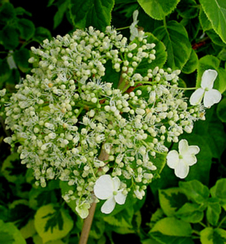 Kletterhortensie 'MIRANDA' 40-50 cm, Cont. 2 l