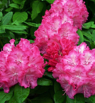 Rhododendron GERMANIA 30-40 cm, Cont. 4 l