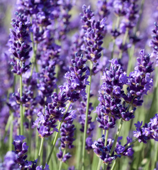 Lavendel 'HIDCOTE BLUE' Cont. 1 l