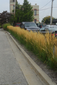 Calamagrostis acutiflora KARL FOERSTER radov vsadba