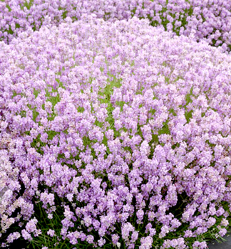 Lavendel 'ROSEA', Cont. 0,5 l