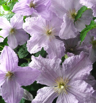 Clematis BLUE ANGEL 30-40 cm, Cont. 2 l, Pflanze mit Rankhilfen