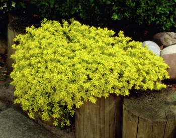 Sedum acre YELLOW QUEEN v ase kvitnutia