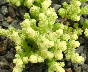 Sedum acre YELLOW QUEENdetail rastliny