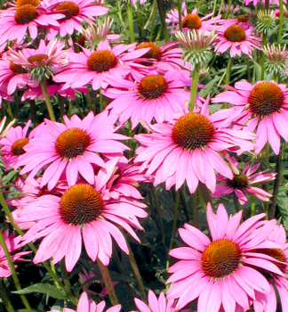 Sonnenhut (Echinacea), Cont. 0,5 l