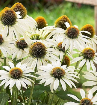 Sonnenhut (Echinacea) 'ALBA' Cont. 0,5 l