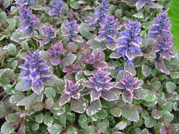 Ajuga reptans BURGUNDY GLOW, obdobie kvitnutia