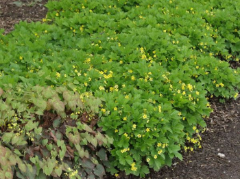 Waldsteinia geoides. svisl porast