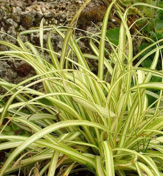 Carex hachiojensis EVERGOLD