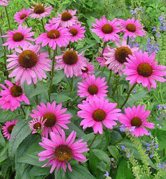 Sonnenhut (Echinacea) 'MAGNUS' Cont. 1,5 l