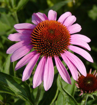 Echinacea purpurea MAGNUS, detail kvetu