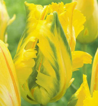 Tulpe 'EAGLE WINGS' Packungsinhalt 5 St.