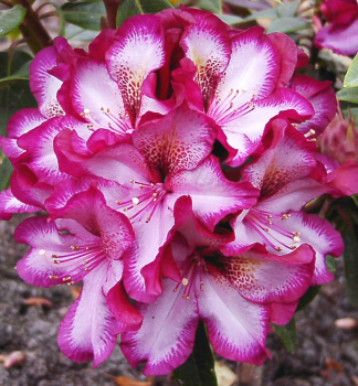 Rhododendron 'MIDNIGHT MYSTIQUE', Pfropfen, 20-30 cm, Cont. 4 l