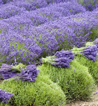 Lavendel 'GROSSO', Cont. 1 l