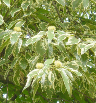 Esskastanie VARIEGATA auf Stamm 100 cm, Cont. 5 l