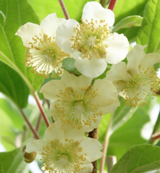 Actinidia deliciosa JENNYdetail kvetu