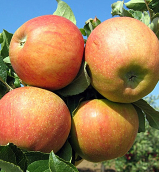 pfel BRAEBURN Unterlage M9, wurzelnackt