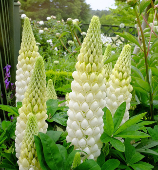 Lupine 'NOBLE MAIDEN', Cont. 1 l