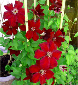 Clematis 'WESTERPLATTE' 30-40 cm, Cont. 2 l, Pflanze mit Rankhilfen