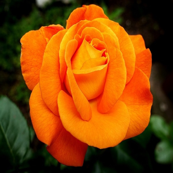 Buschrose 'ORANGE' 20-30 cm, Wurzelballen